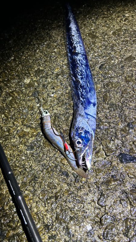 2週間後のタチウオ