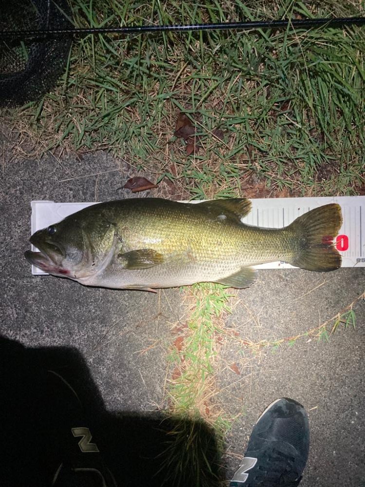 ロクマルきました