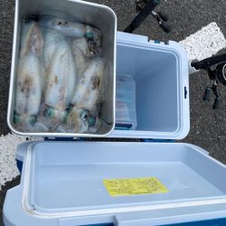 エギ回収のつもりがアオリ連発！！