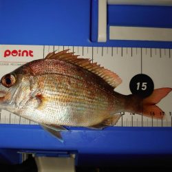 エビ撒き釣りチャレンジPart.4