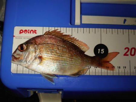 エビ撒き釣りチャレンジPart.4