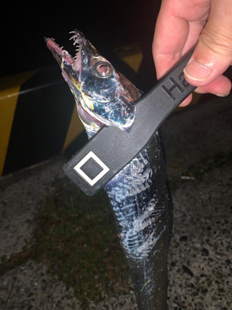 陸タチウオおもろい〜