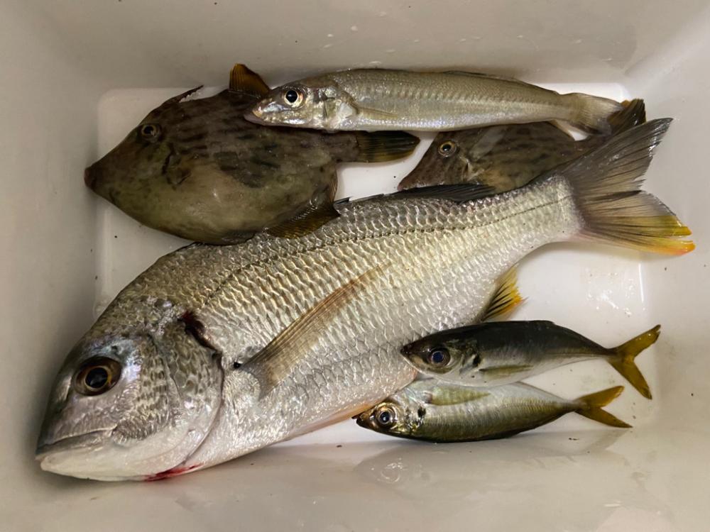 胴付き？駄目だよ、ちょい投げじゃなきゃのシロギスタ