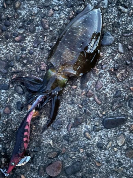 いつもの場所でエギング