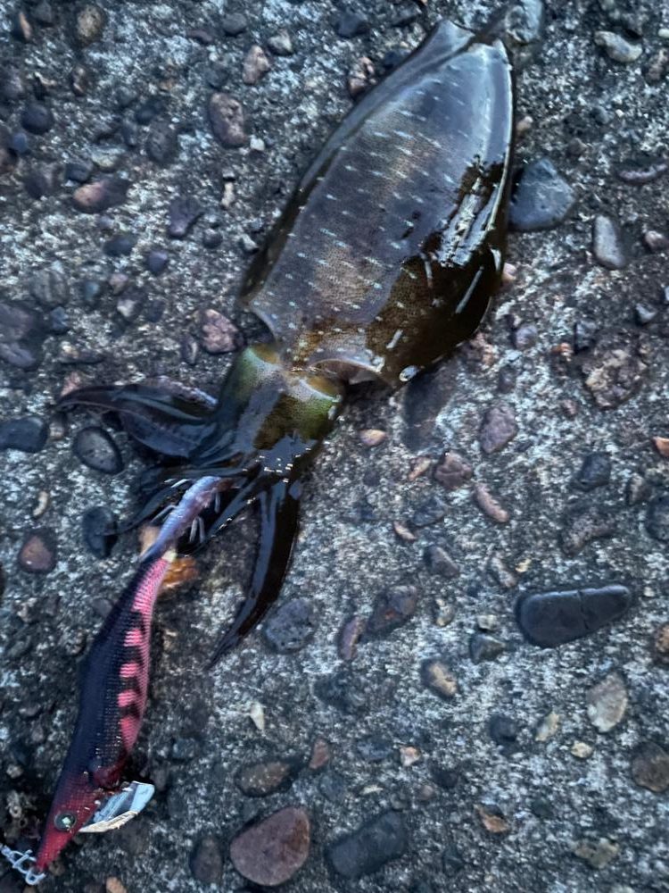 いつもの場所でエギング