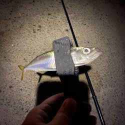 今シーズン初太刀魚ならず