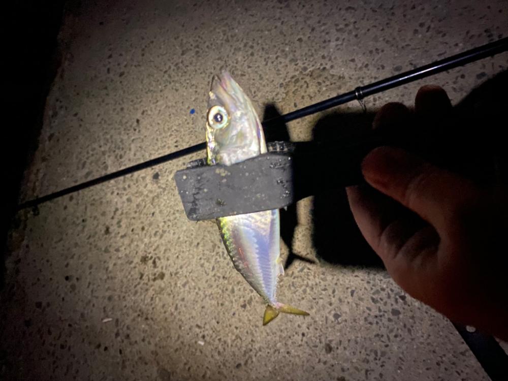 今シーズン初太刀魚ならず