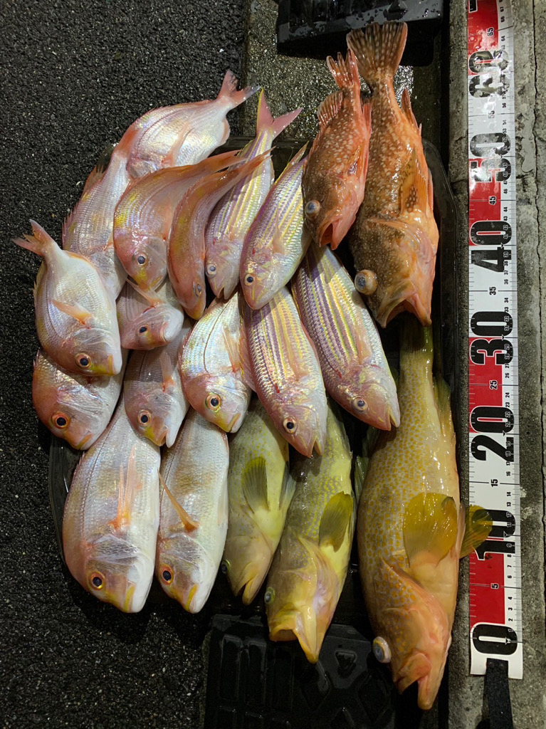 久しぶりのビッグアコウGET！！