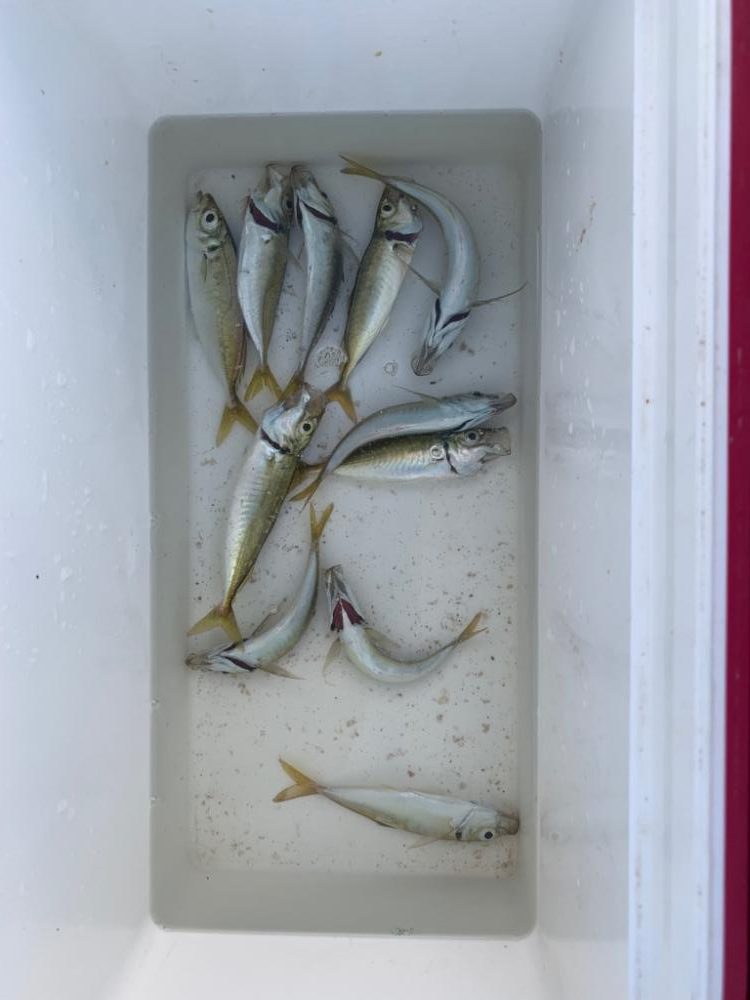 サビキ短時間決戦〜大蔵海岸〜