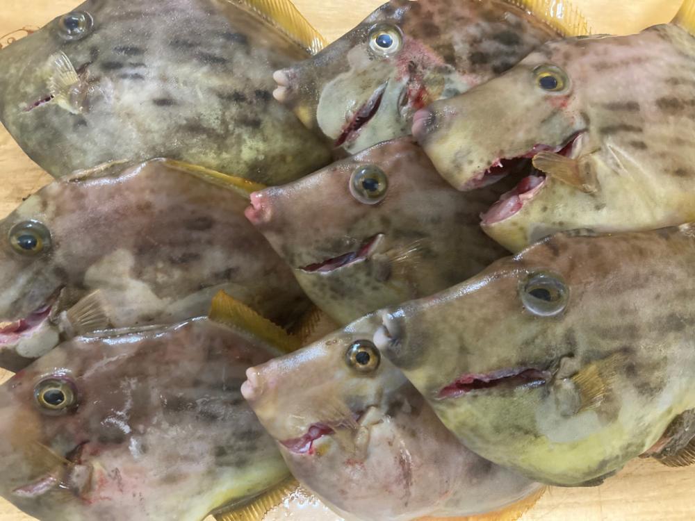 意外と釣れた船カワハギ!