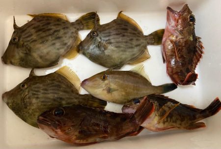 ちょい投げシロギスタの丁稚奉公