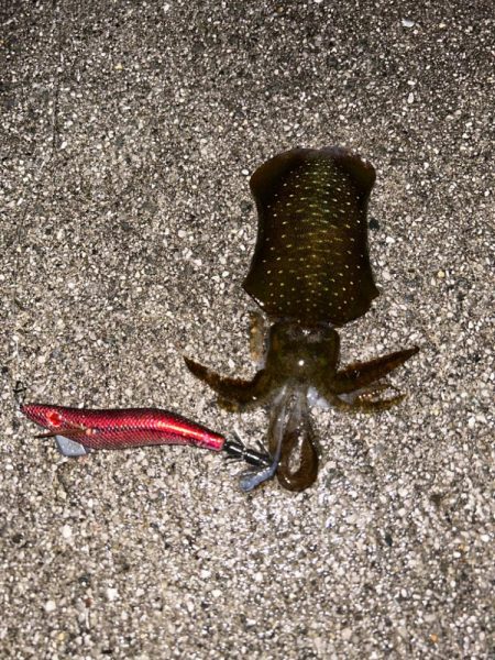 小潮から長潮攻略へ！