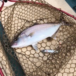 9/12 伊島沖　ジギング　タイラバ