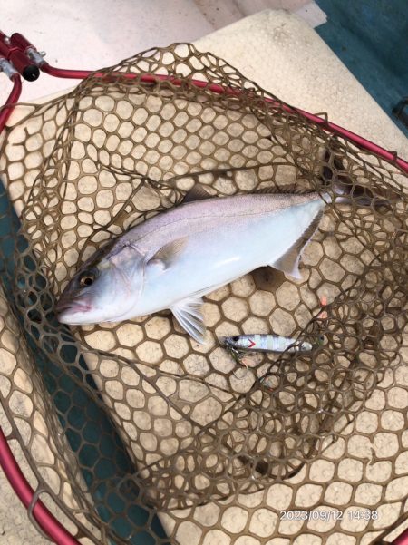 9/12 伊島沖　ジギング　タイラバ