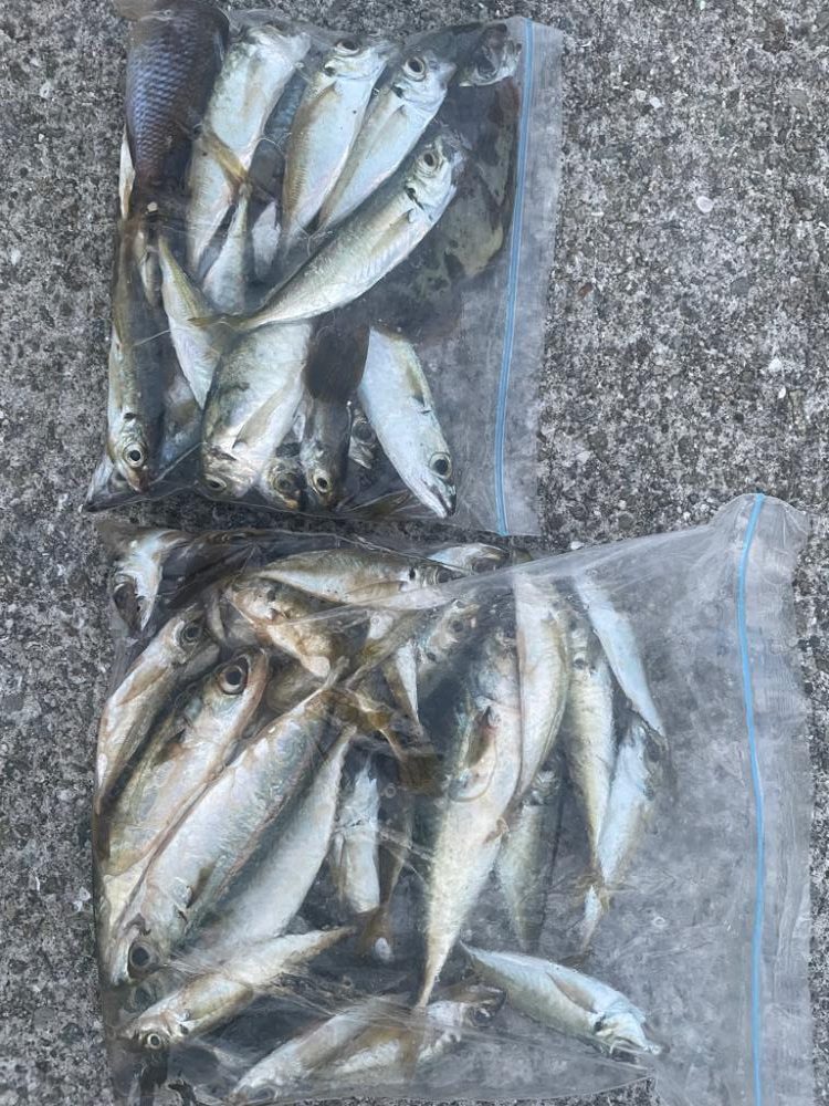 渋い中太刀魚GET