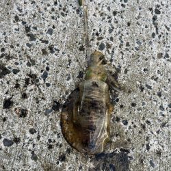 シーズン初アオリイカ