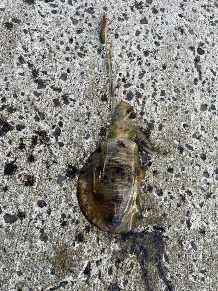 シーズン初アオリイカ