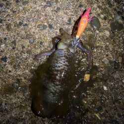 短時間エギング