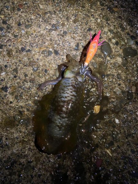 短時間エギング