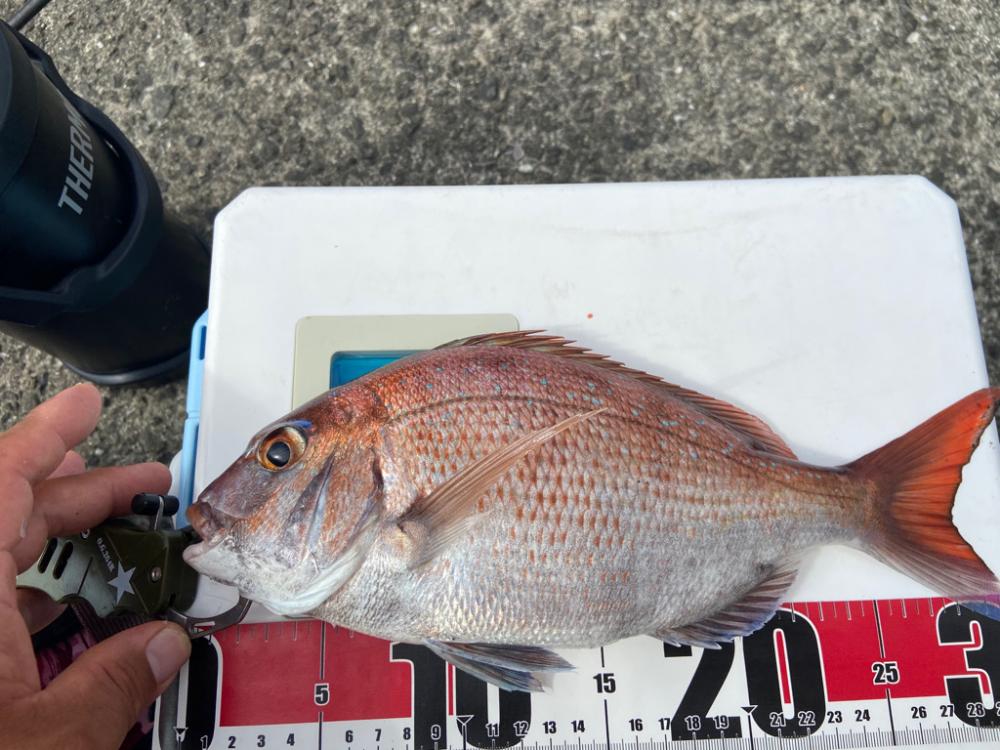 ちょい投げシロギスタの面目躍如