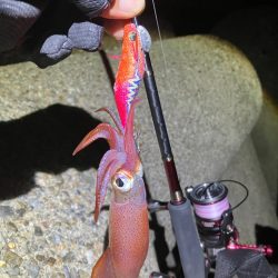 ケンサキ時々アオリ(^｡^)