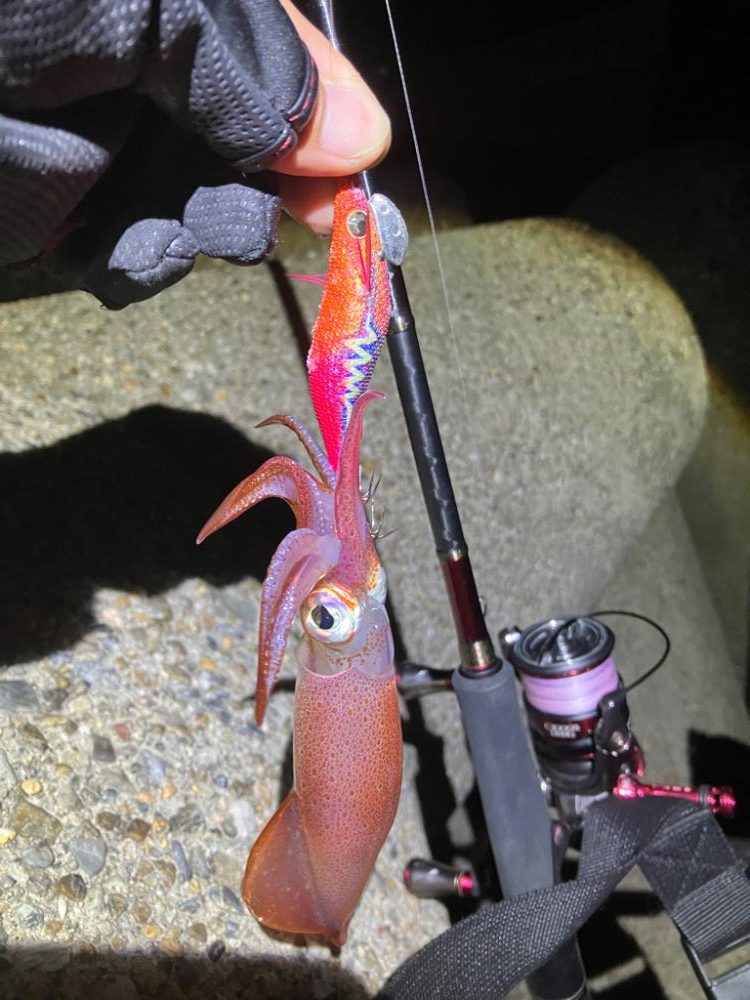 ケンサキ時々アオリ(^。^)