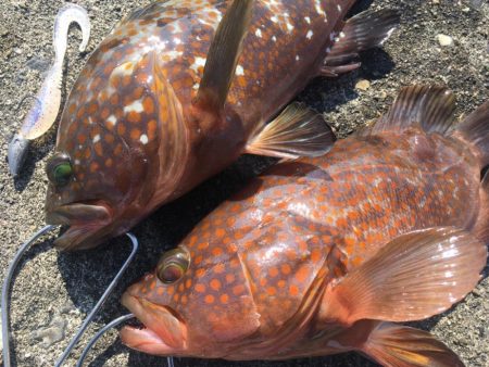 【タコフィネス】アコウ2 ＋ ガシラ0 ＋…