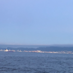 サゴシ回遊あり