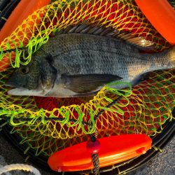 餌取りがイヤで 落とし込み