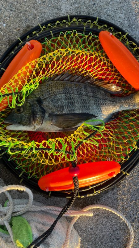 餌取りがイヤで 落とし込み