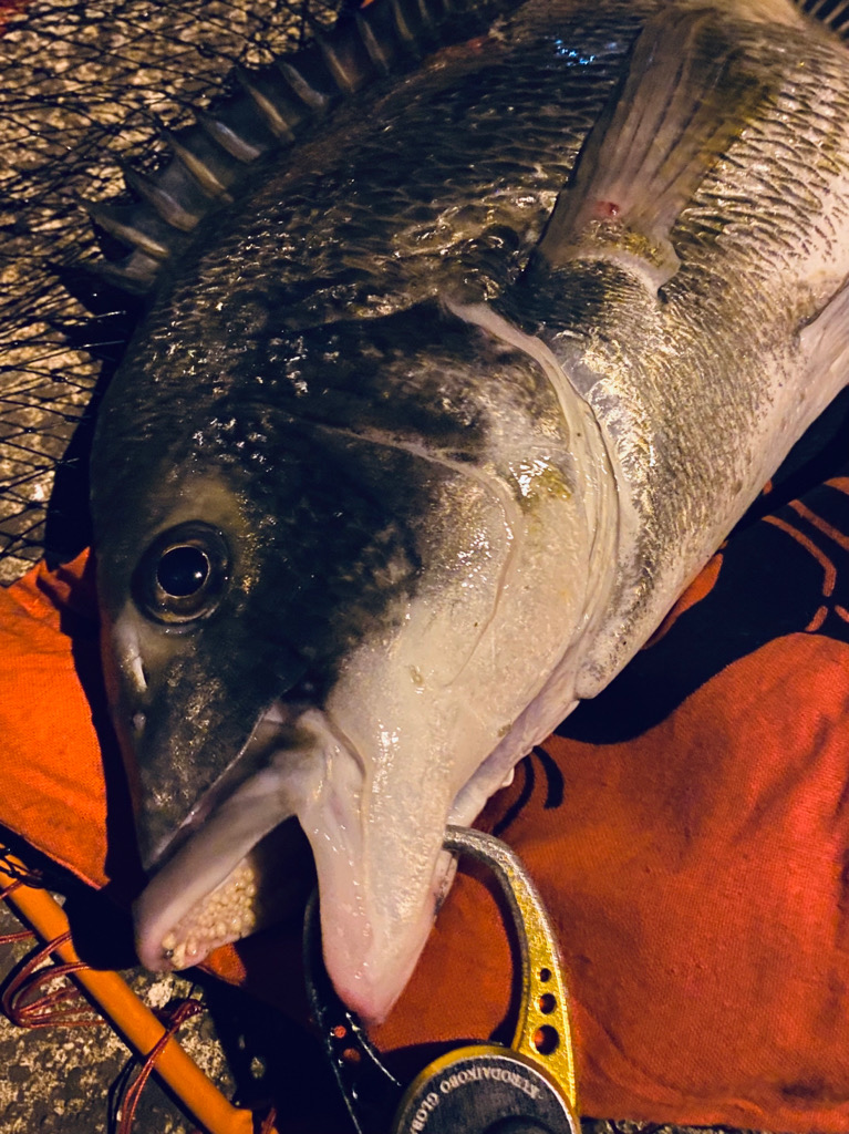 ヘチってきました