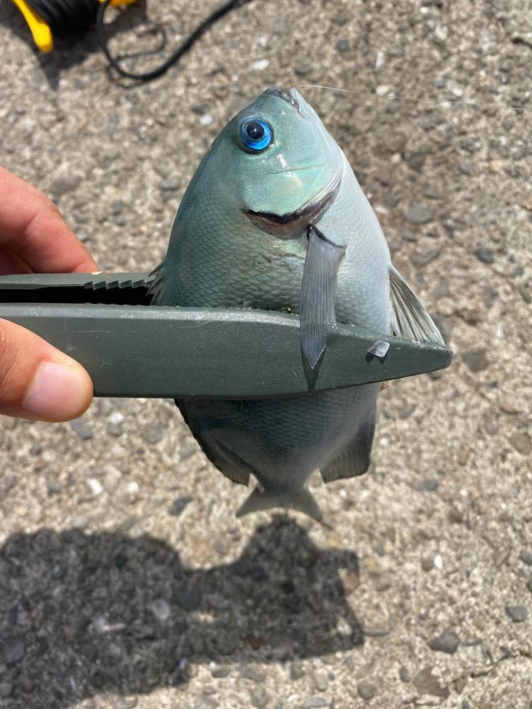 南紀白浜フカセ