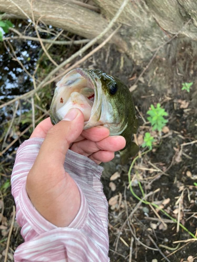 ルーシーが釣れる