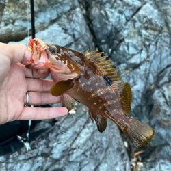 小浜秋の五目釣り