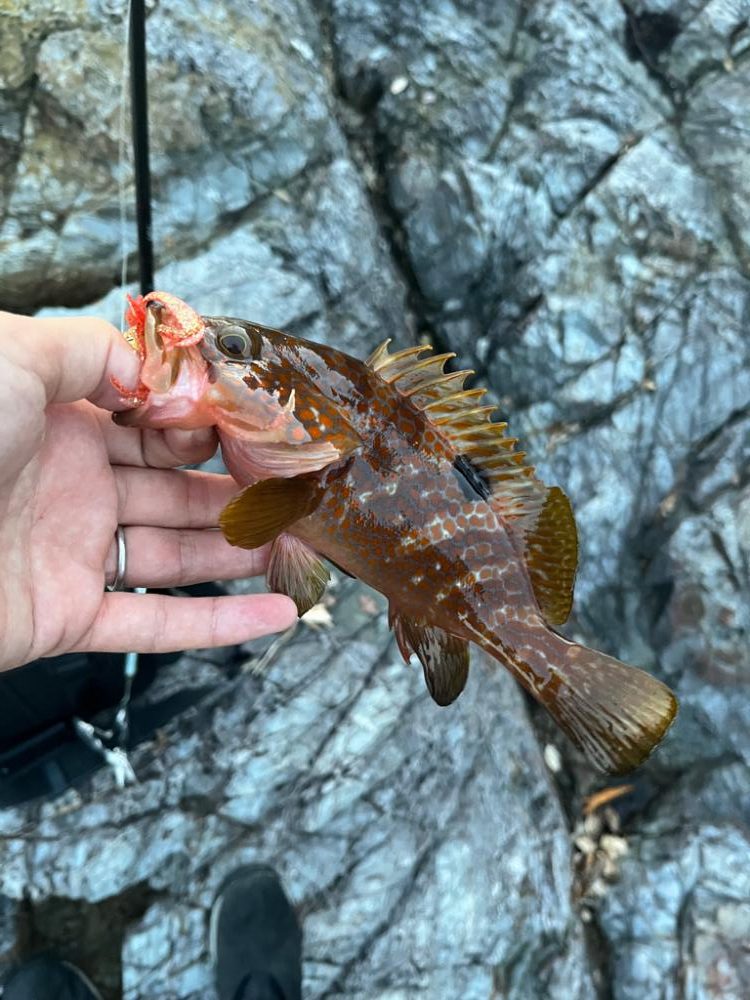 小浜秋の五目釣り