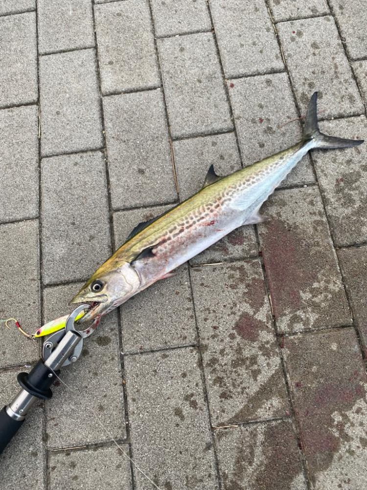 今期　初牙@超湾奥