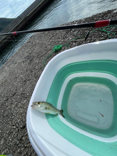 エギングはそこそこ、アジングは…