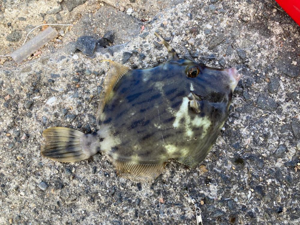 カワハギ