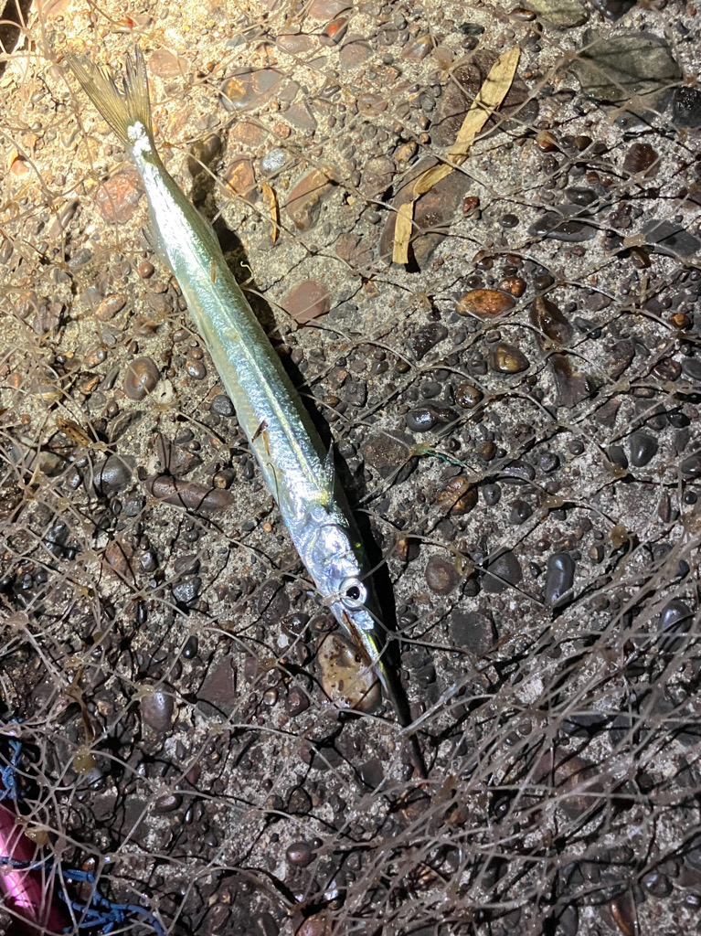 サヨリが湾内に入って来た！