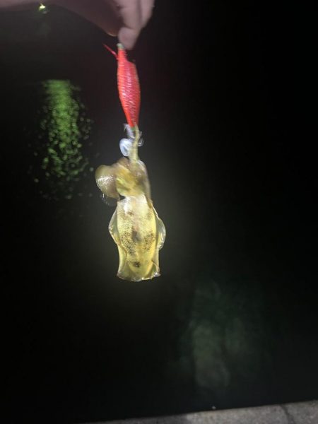 アオリイカ＠アジ