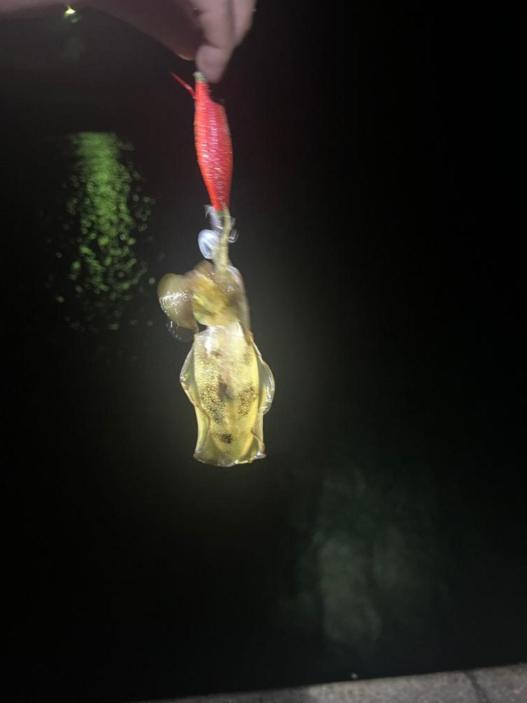 アオリイカ@アジ