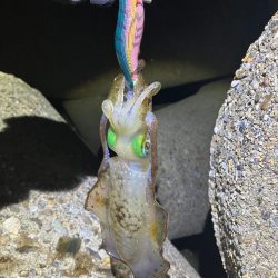 ナイトエギング　(^ ^)