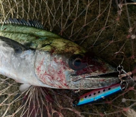 サワラスピンは巻きが軽いにゃ！