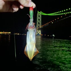 なんとか1匹🦑