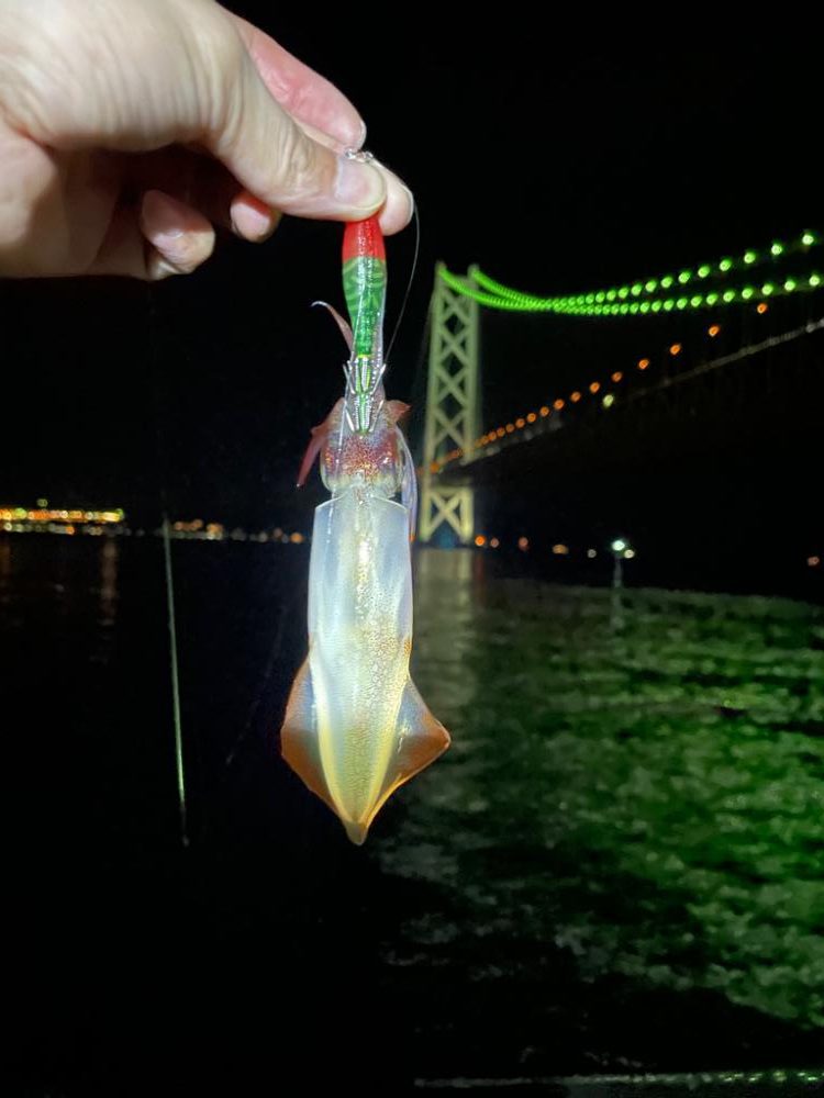 なんとか1匹🦑