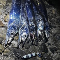 シマウマ坊主でアレ