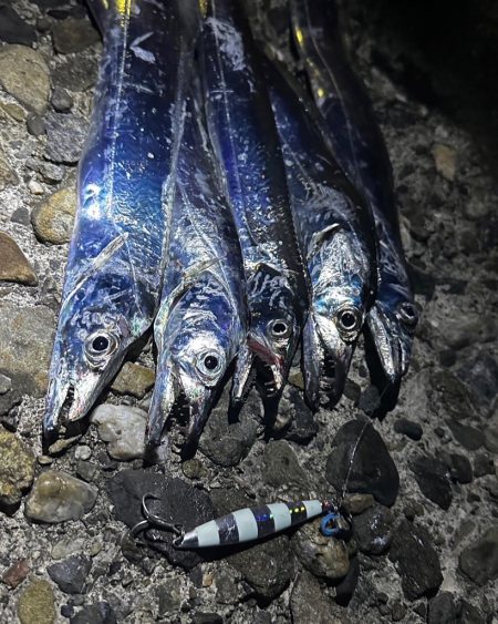 シマウマ坊主でアレ