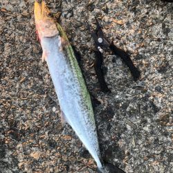 武庫川一文字で…