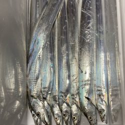 ベイトボールいっぱい( ・∇・)