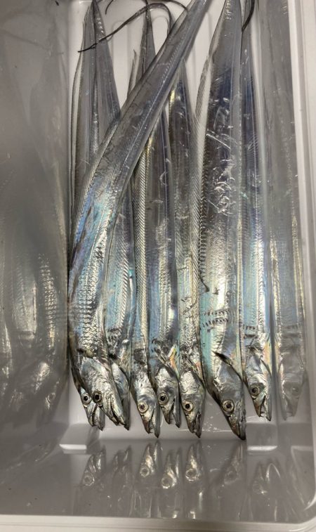 ベイトボールいっぱい( ・∇・)